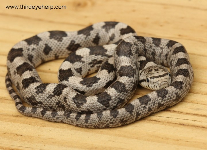 Gray Rat Snake